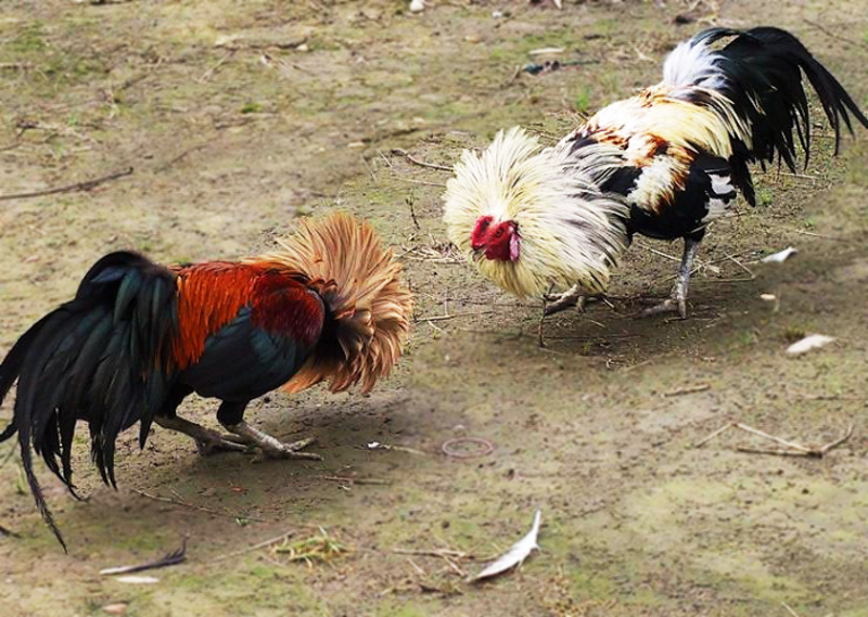 Bạn sẽ cần băng cựa cho gà ngay thời điểm trước khi lên sàn đấu