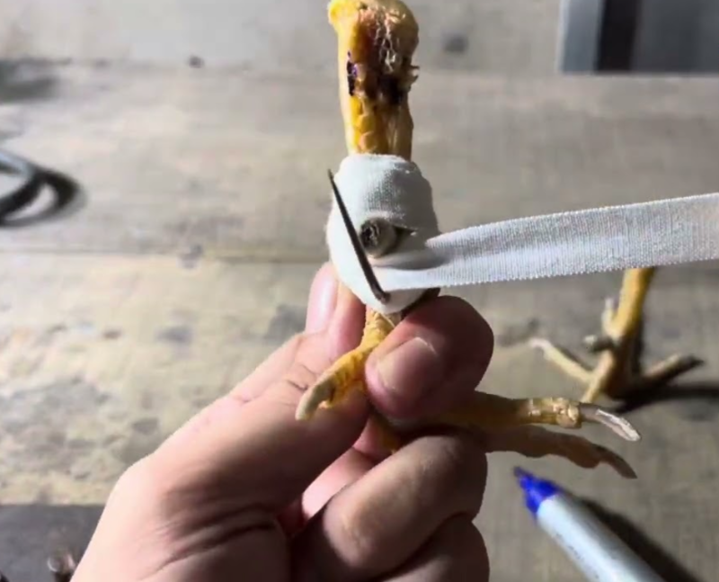 Cách băng cựa gà tre khá đơn giản và bạn có thể thực hiện quen sau vài lần thử