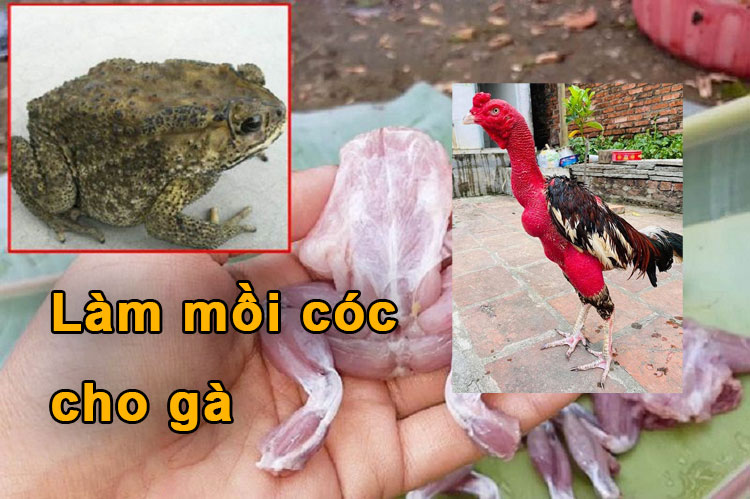 cách làm mồi cóc cho gà đá