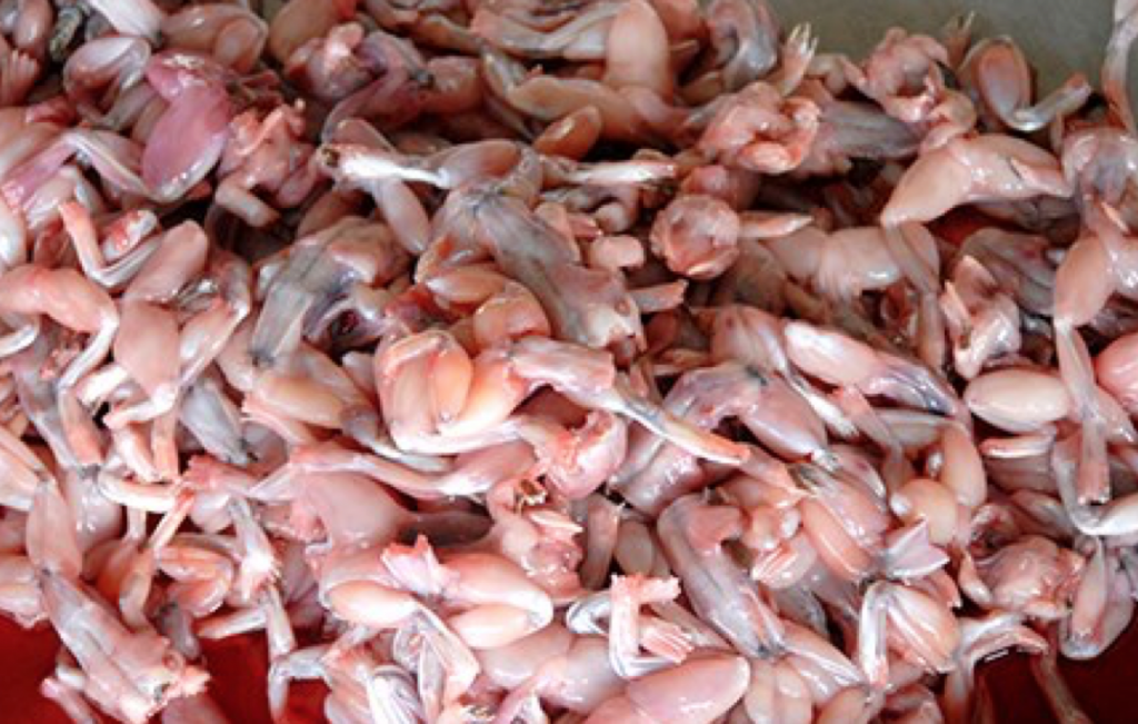 Mồi cóc cho gà chọi