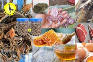 Cách làm mồi cóc cho gà chọi