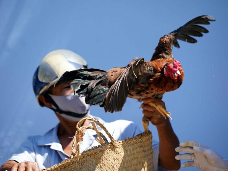 Cách vô mồi cho gà đá cựa sắt giúp tăng cường sức bền và dẻo dai