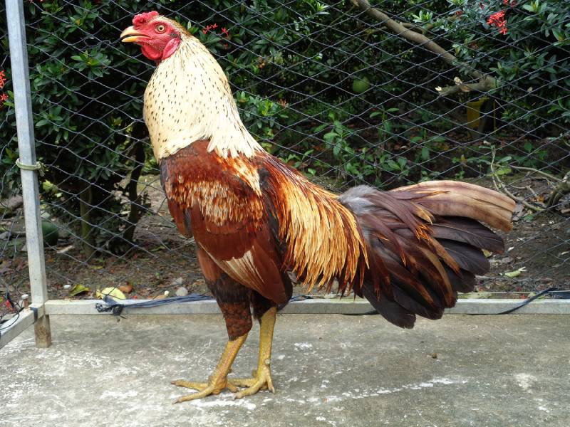 Cách chữa gà bị đá mù mắt hiệu quả đó là cách ly gà để tránh tổn thương thêm