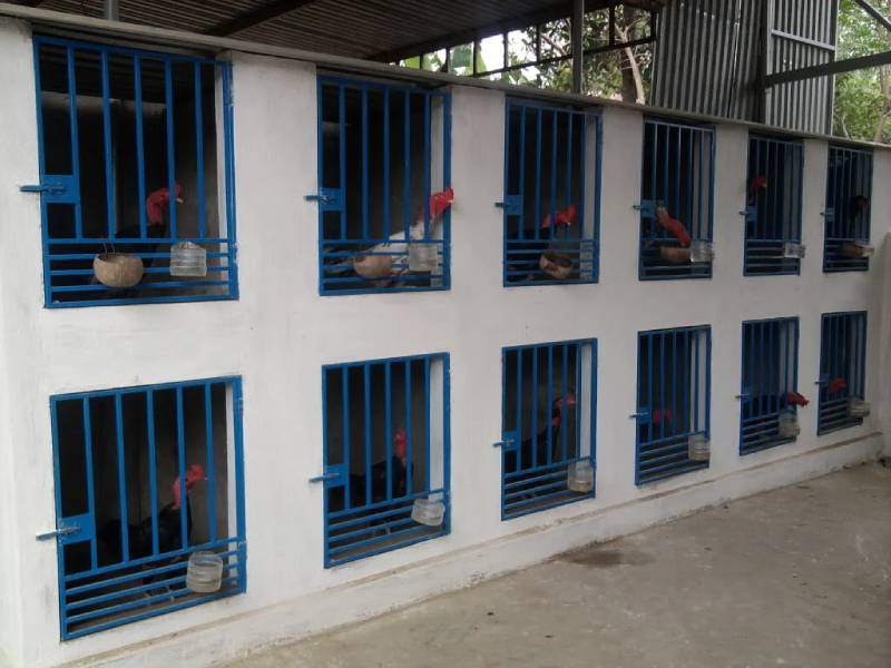 Thiết kế chuồng chạy cho gà đá, bạn cần quan tâm tới khung chuồng và lưới quây
