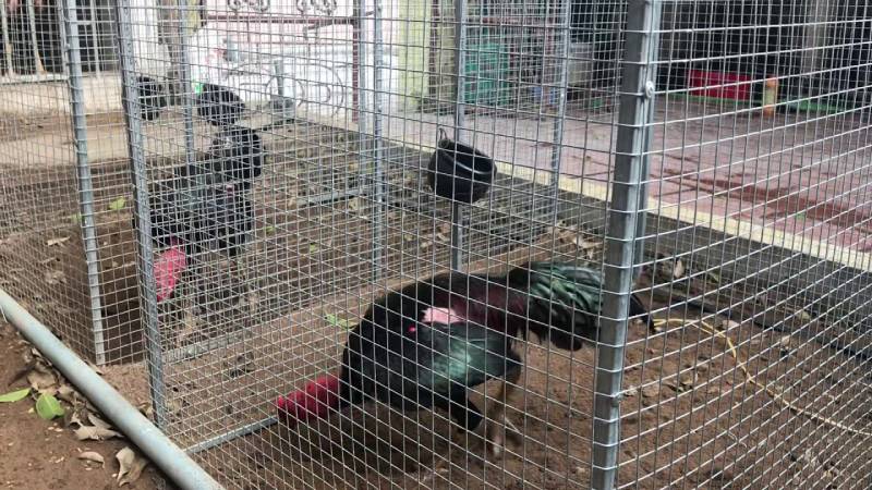 Cách làm chuồng chạy cho gà tuy đơn giản nhưng cũng cần kiểm tra thường xuyên