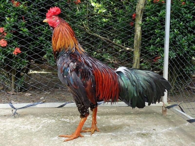 Cách nhìn gà biết lối đá dựa vào màu lông