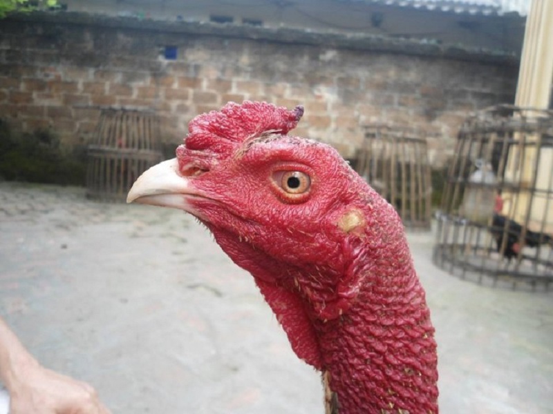 Quan sát đầu gà để đánh giá lối đá