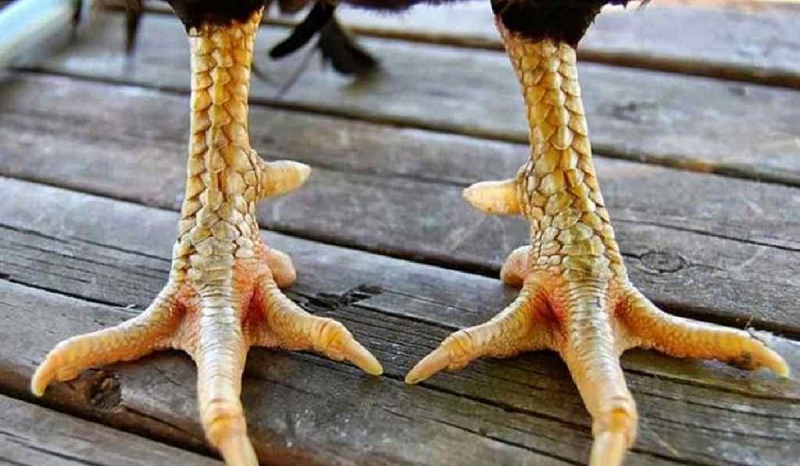 Quan sát chân và cự gà để đánh giá lối đá của chiến kê