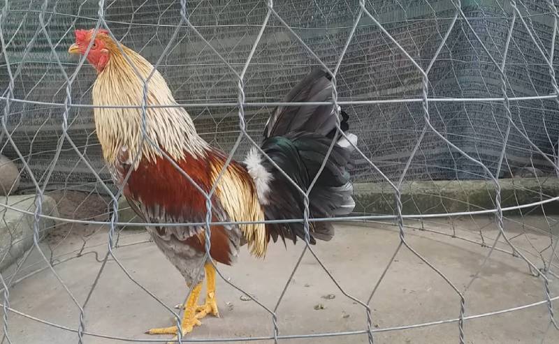 Nuôi chiến kê trong chuồng, bạn nên vệ sinh để đảm bảo sức khỏe cho chiến kê