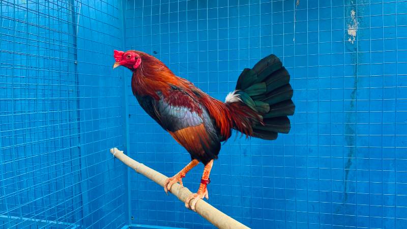 Gà Tre Việt Nam - Một trong những giống gà đá có khả năng chiến đấu rất tốt