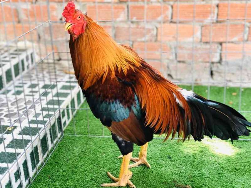 Gà đá hay sẽ có những đặc điểm về ngoại hình rất đặc trưng