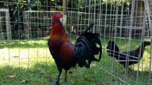 cách nuôi gà đá cựa sắt có lực