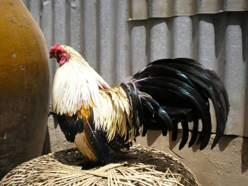 Cần cho gà nghỉ ngơi đầy đủ giữa các buổi tập luyện để cơ thể phục hồi