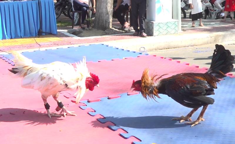 Nuôi gà tre đá bo lớn, cần lưu ý một số điều quan trọng để quá trình nuôi dễ dàng hơn