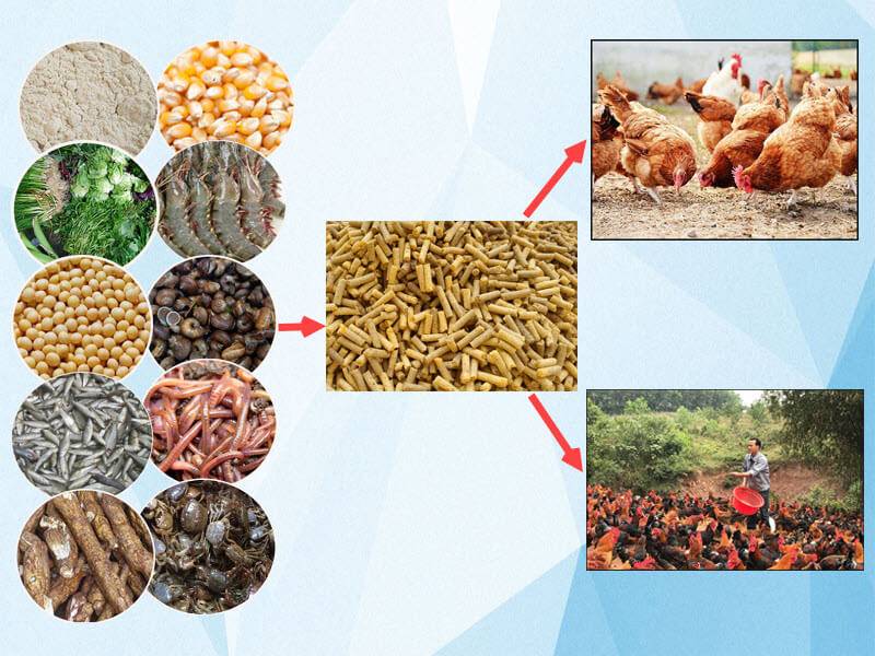 Vô mồi cho gà đá cựa sắt bằng nguồn thức ăn dinh dưỡng