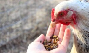 cách vô mồi cho gà đá cựa sắt