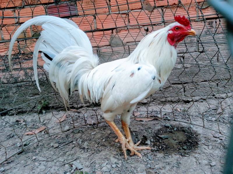 Gà bướm hiện nay có 2 dòng phổ biến nhất là gà chân xanh và chân vàng