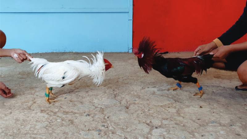 Gà bướm đá ngày nào tốt? Lựa chọn ngày đá theo phong thủy để chiến thắng