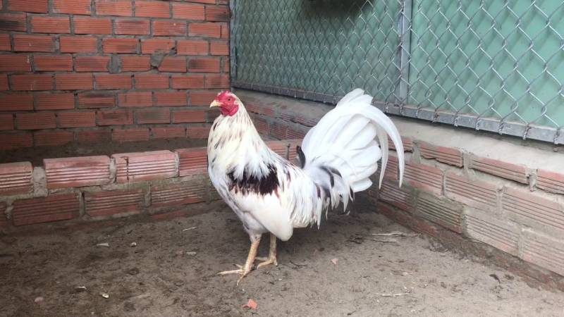 Cần kiểm tra sức khỏe và phong độ của gà trước mỗi trận đấu