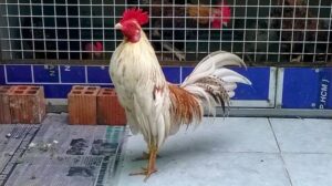 gà bướm đá ngày nào tốt