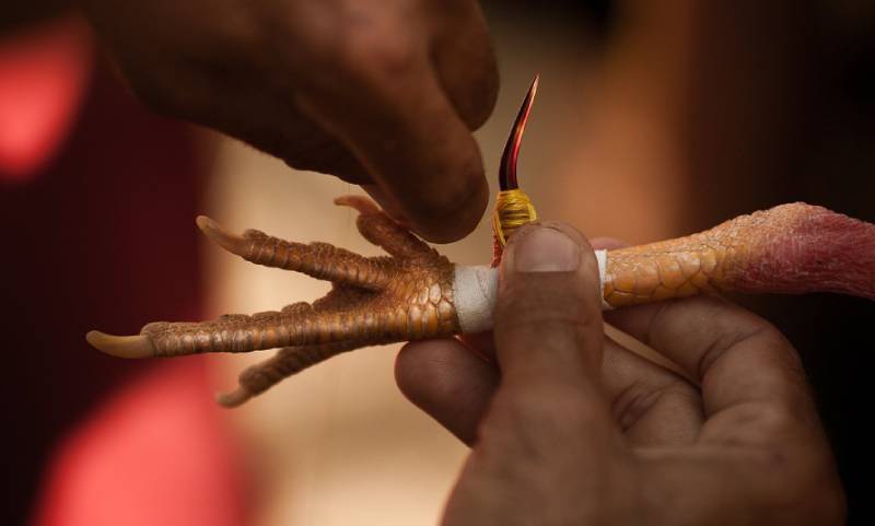 Các chiến thần sư kê thường dùng 2 loại cựa cho chiến kê của mình