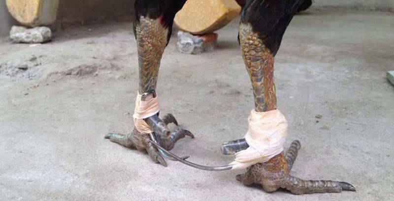 Chọn loại cựa chất lượng tốt và phù hợp với kích thước cỡ chân của gà