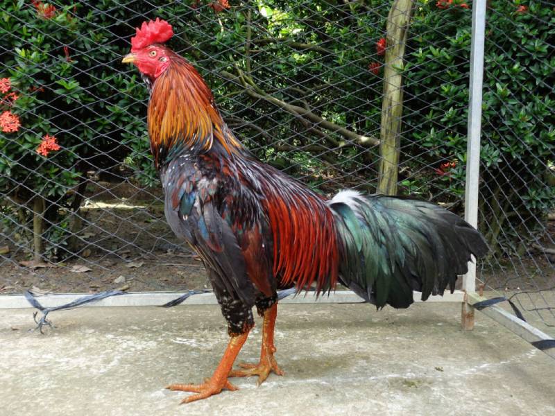 Chọn gà trống để đổ giống, cần lưu ý về ngoại hình, nguồn gốc