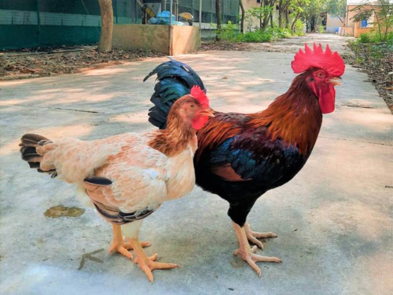 Giống gà bố mẹ tốt sẽ cho ra thế hệ con với nhiều ưu điểm vượt trội