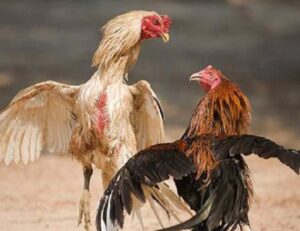 kỹ thuật đổ gà đá