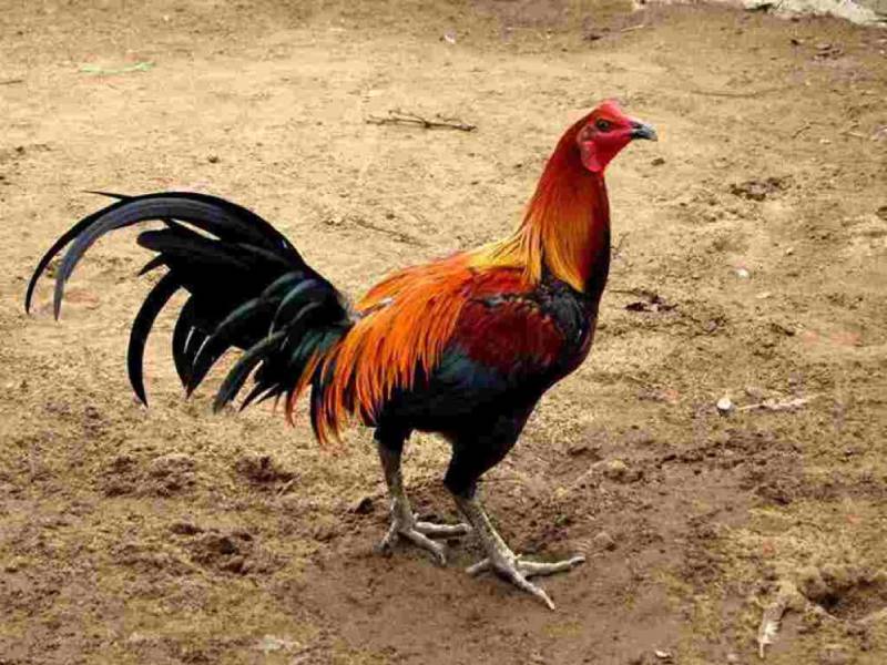 Nên kiểm tra cựa gà khi chúng đã phát triển tới giai đoạn từ 6-8 tháng