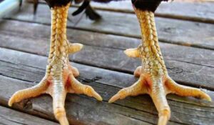 làm sao biết gà đá có cựa hay không