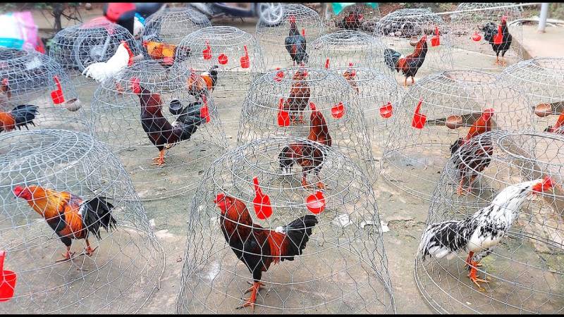 Miền Bắc có những trại gà đá nổi tiếng với các dòng gà chiến mạnh mẽ, máu lửa