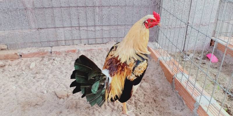 Trại gà Năm Lửa - một trong những trại gà đá lớn và nổi tiếng ở miền Nam