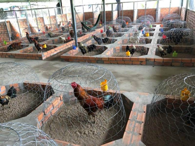 Những trại gà đá nổi tiếng miền Nam mang đến nguồn gà đá chất lượng nhất