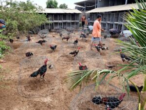 Những trại đá gà nổi tiếng