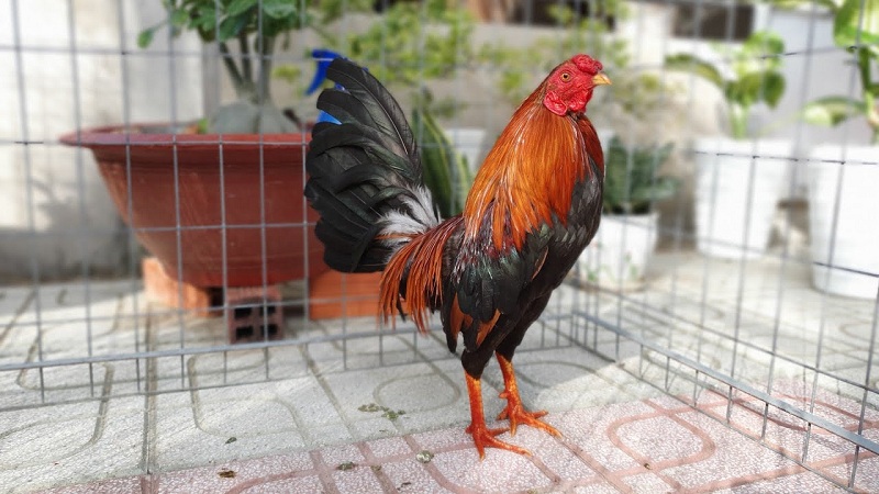 Gà tre Mỹ nổi bật với tốc độ, sức mạnh và khả năng tấn công linh hoạt