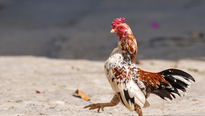 Gà tre đá Việt Nam cũng được đánh giá cao về sức bền và lối đá phòng thủ