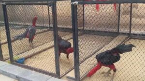 cách nuôi gà đá tới pin