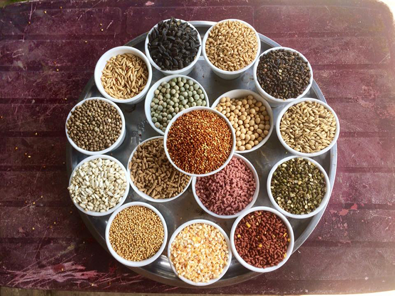 Nên chú ý bổ sung lượng protein cần thiết cho gà đá 2 lần/ngày