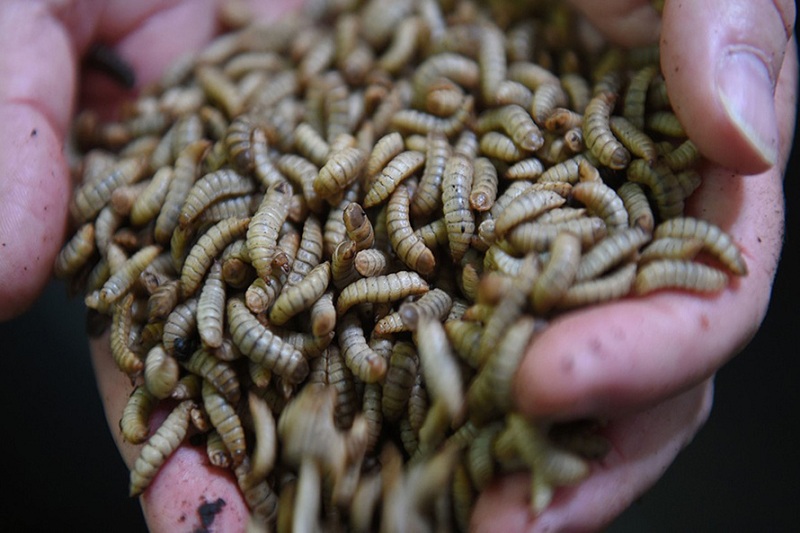 Bổ sung mồi cho gà đá như sâu, dế… để tăng cơ, sinh trưởng tốt