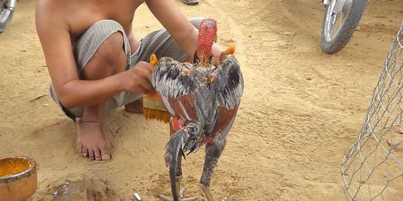 Đánh nghệ cho gà đá đúng quy trình để đạt hiệu quả cao