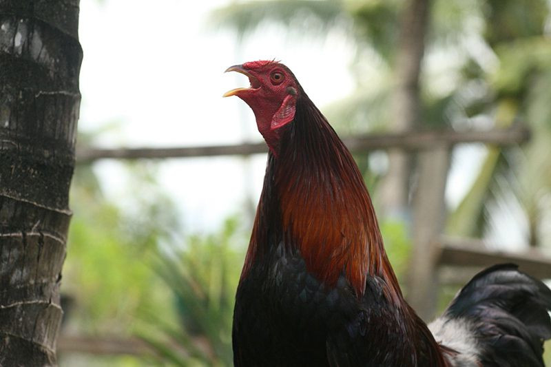 Nắm rõ biểu hiện gà bị hốc để có phương án xử lý kịp thời