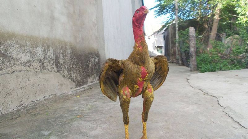 Gà đá bị hốc do nhiễm bệnh