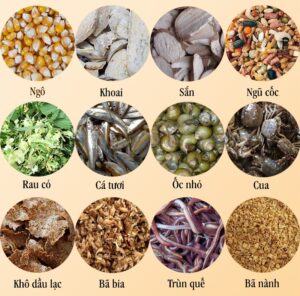 cách trộn thức ăn cho gà đá