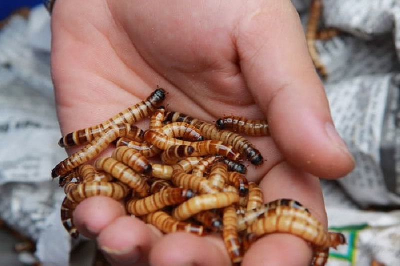 Protein là thành phần không thể thiếu trong chế độ dinh dưỡng của gà đá