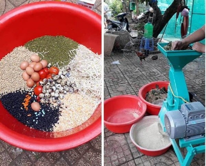 Hướng dẫn cách trộn thức ăn cho gà đá