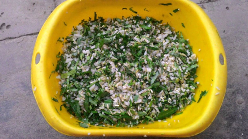 Cách trộn thức ăn cho gà đá phải đúng tỷ lệ để chiến kê phát triển khỏe mạnh