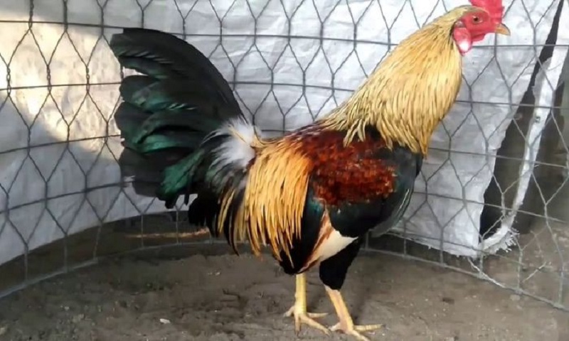 Gà chuối vừa có vẻ ngoài cuốn hút vừa có khả năng thi đấu tuyệt vời