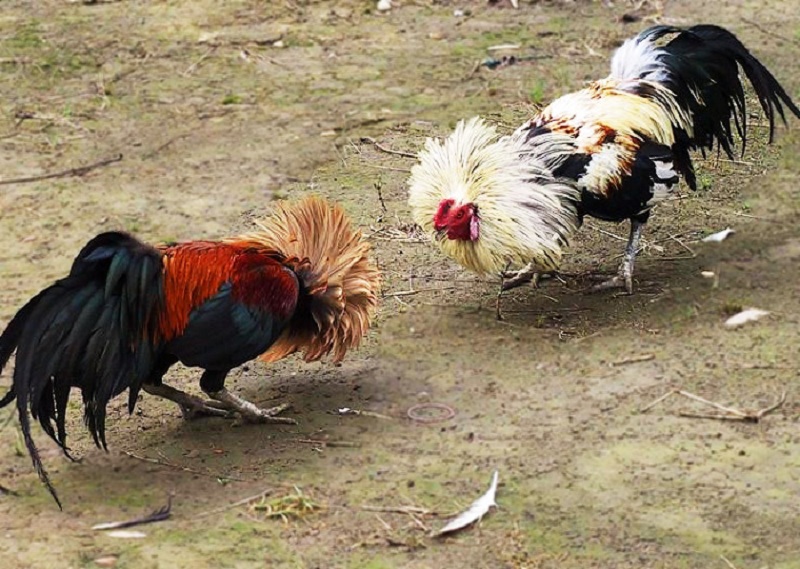 Những điều cần lưu ý khi xem ngày để gà chuối thi đấu