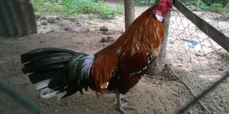 Gà điều chân xanh có màu sắc bắt mắt, ấn tượng